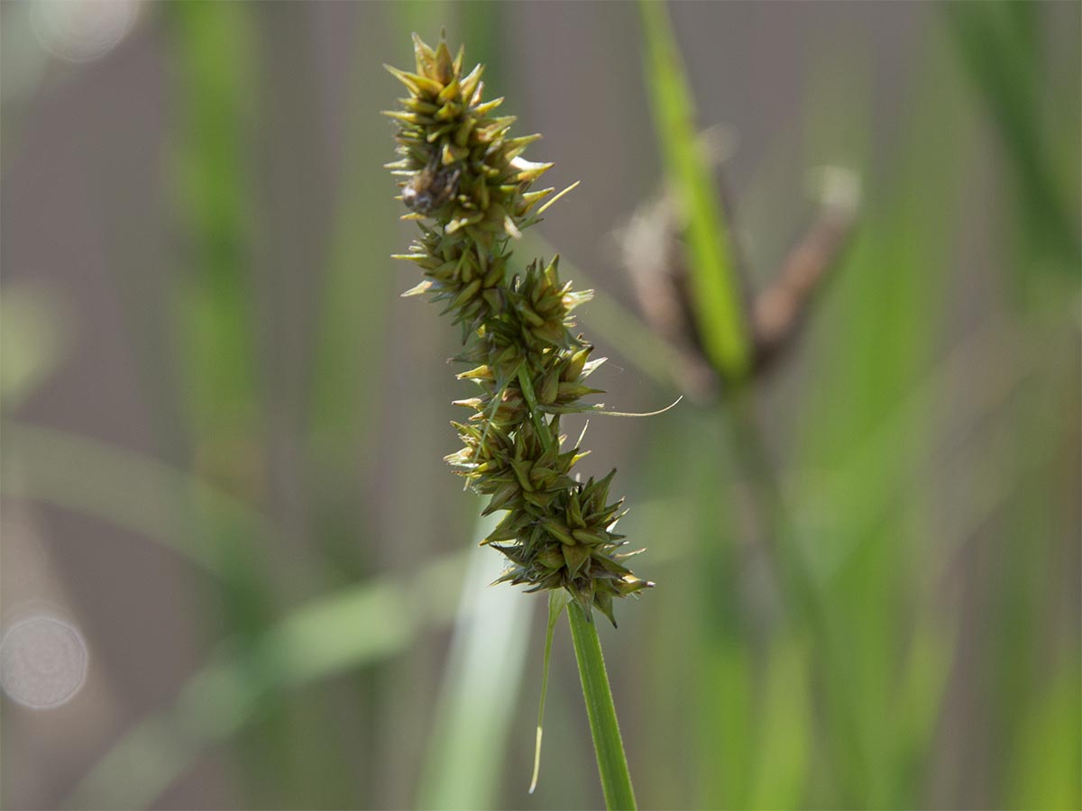 Carex muricata